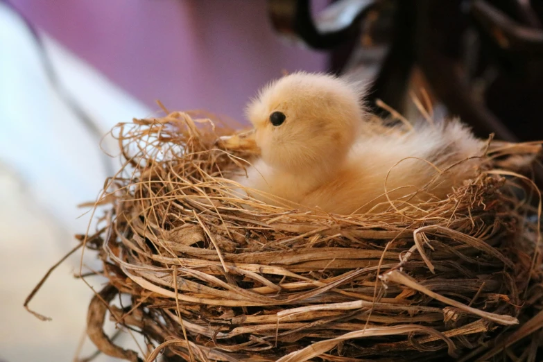 a baby chick is in the nest of a tree