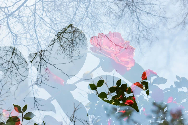 leaves and flowers on a bright sunny day