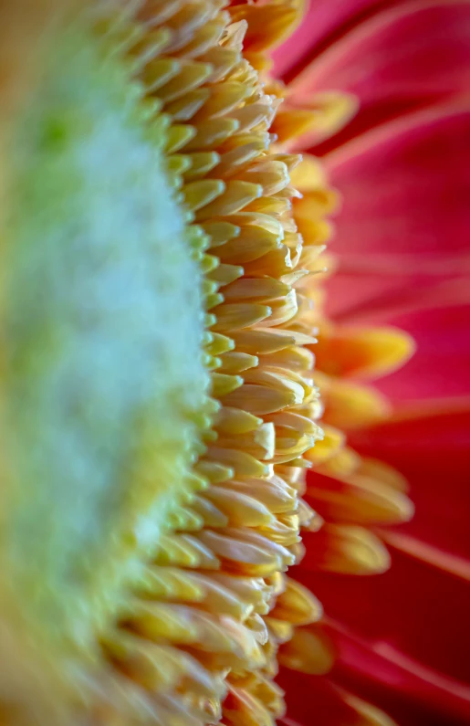 the center of an ornate, colorful flower