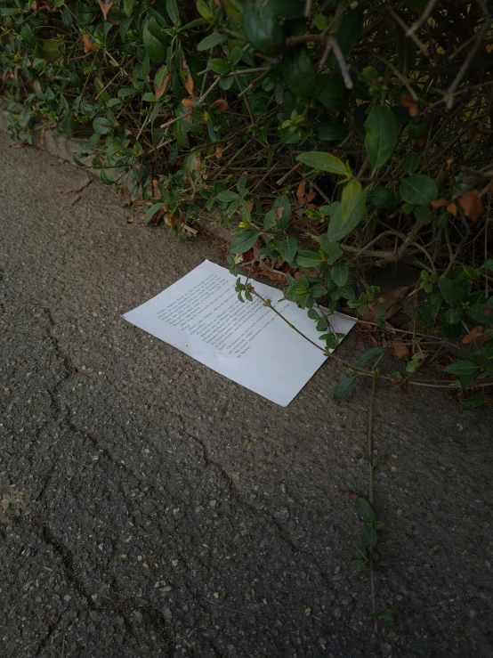 a piece of paper with the end of a writing instrument on it lying in front of plants