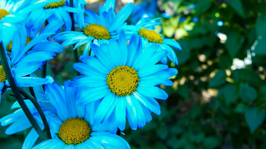 some blue flowers with yellow tips stand in the foreground