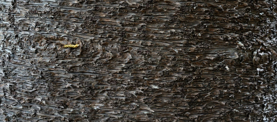 a close up view of the trunk and bark of a tree