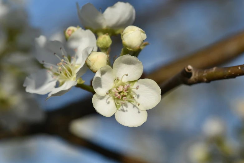 some white flowers are blooming from a twig