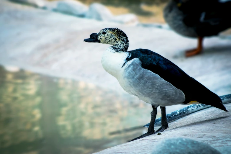 two geese are sitting next to the water