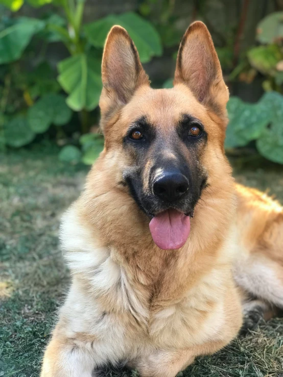 an image of a cute german shepherd dog laying down