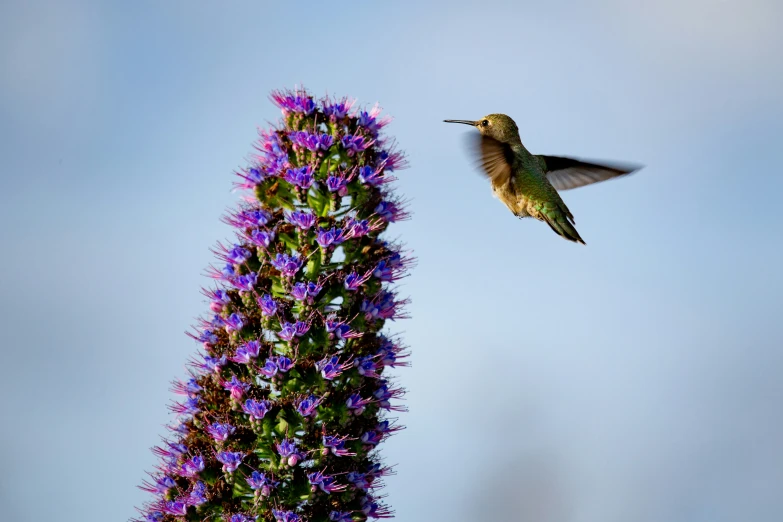 a hummingbird flying over a purple flower