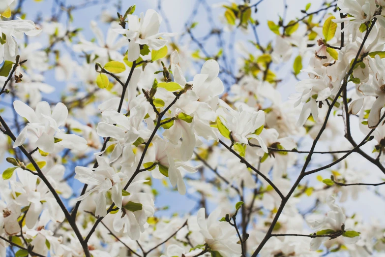 this is a picture of some flowers on a tree