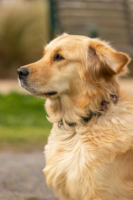 a golden dog in a park looking off into the distance