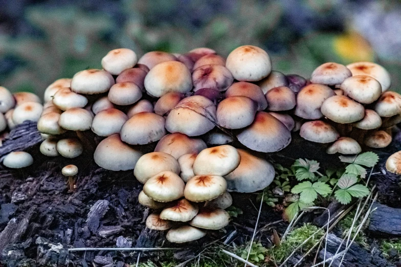 small group of mushrooms growing out of a log