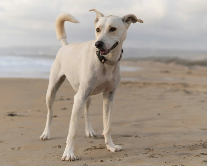 white dog standing on beach with cloudy sky