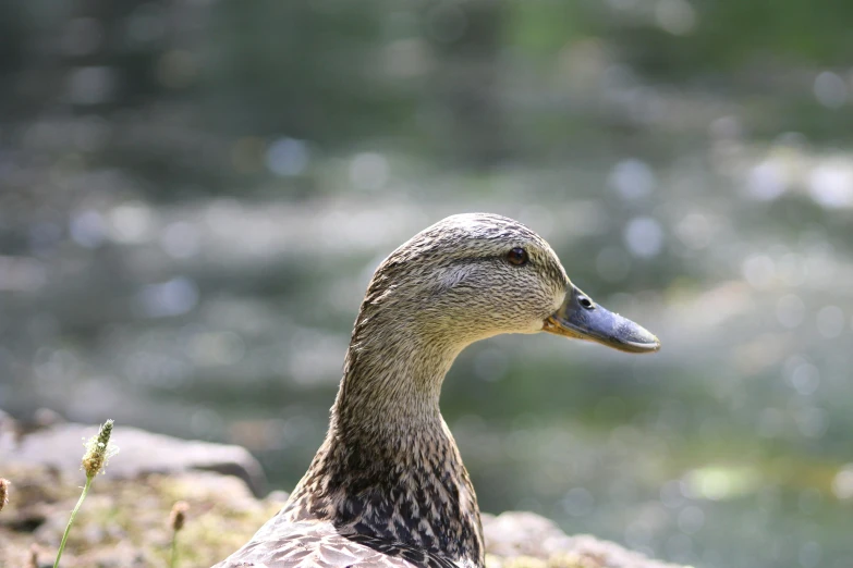 a duck standing next to a green field