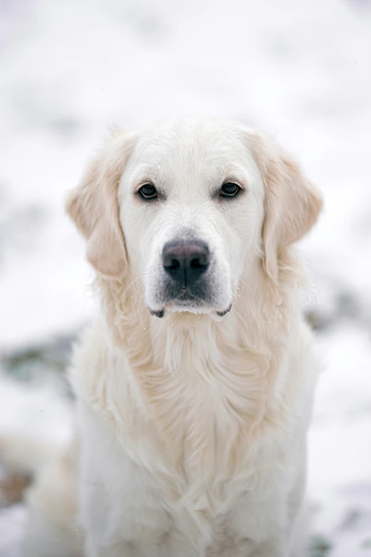 the head of a dog in cold, icy conditions