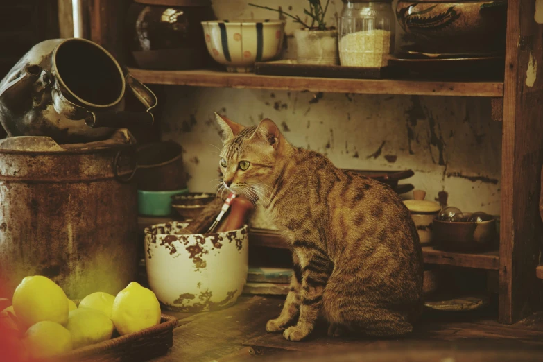 a cat sitting by bowls and dishes in a kitchen