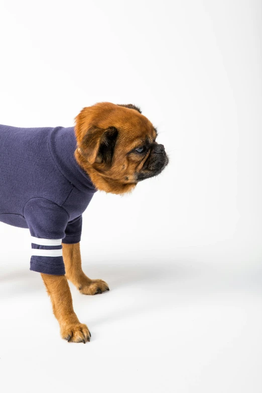 a very small dog in a striped t shirt