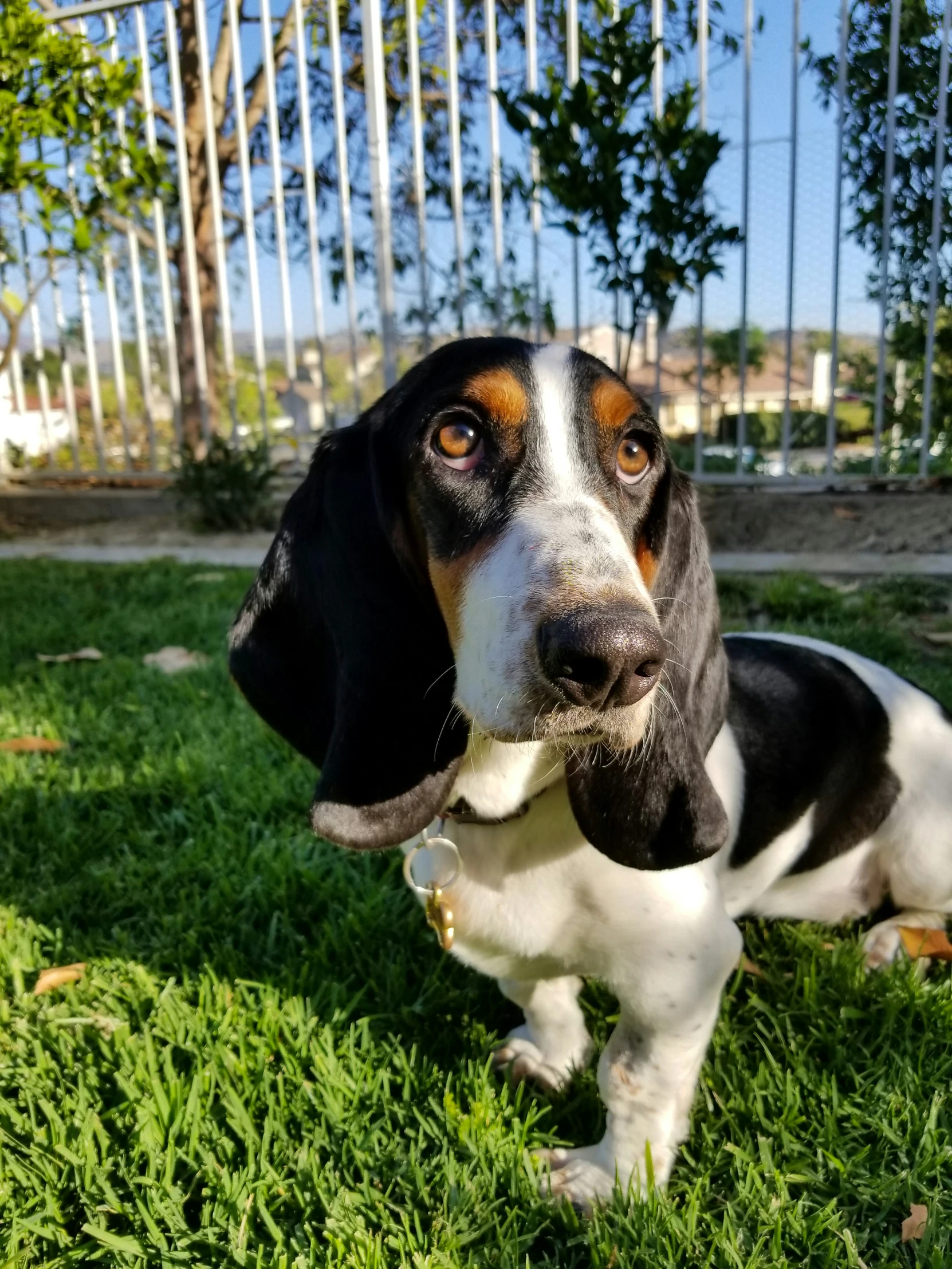 a cute beagle sitting in the grass by a fence