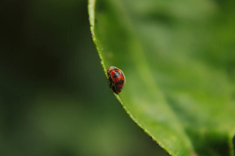 red lady bug sitting on a leaf looking at the camera