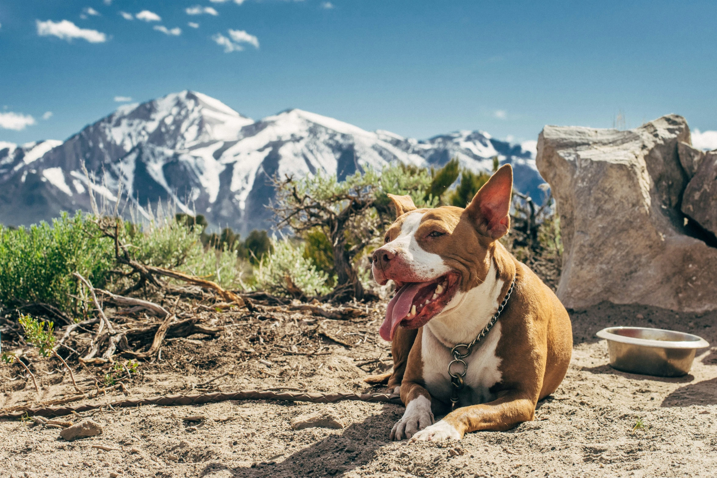 a dog with a red collar sits in the mountains