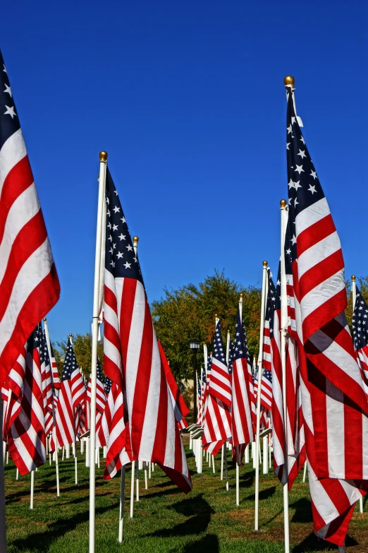 american flags and poles are seen lined up in rows on a field