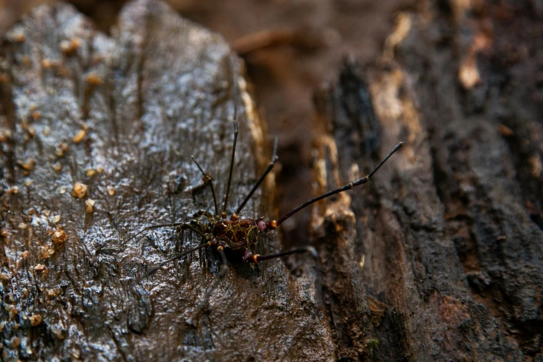 a close - up po of a bug that is walking around on a tree