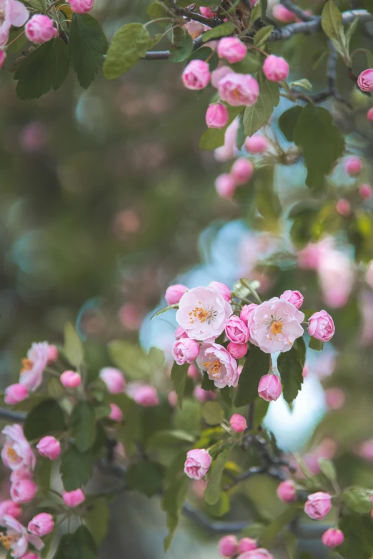 a tree is full of pink flowers against the blue sky