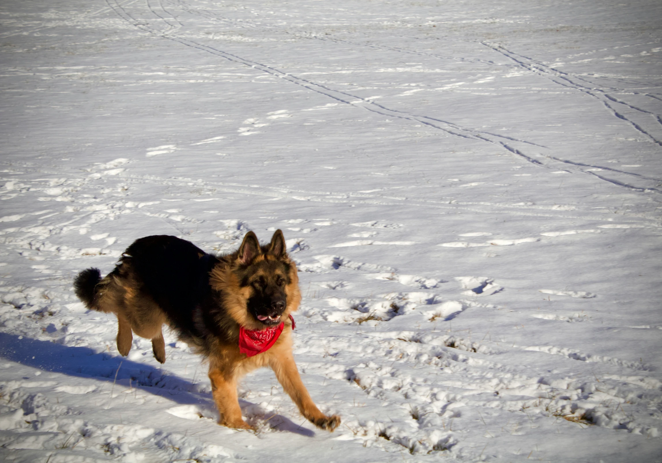 a dog walking in the snow with a red bandana on