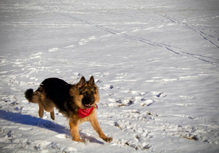 a dog walking in the snow with a red bandana on