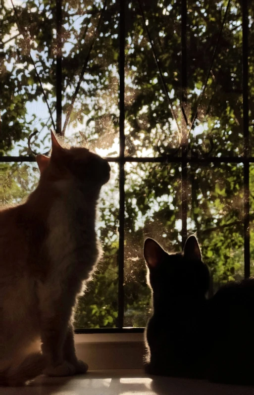 two cats sitting on a window sill looking out a window