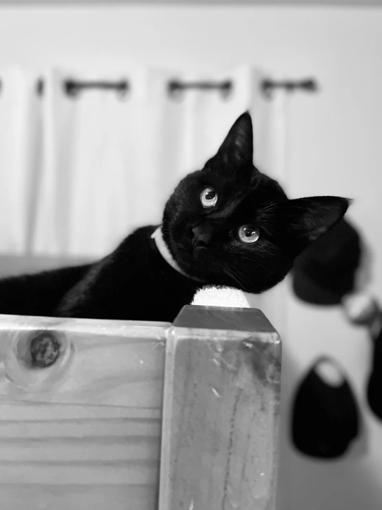 a black cat is looking out from behind the shelf