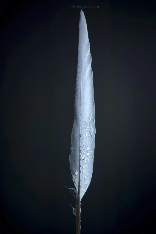 an open white feather on black background