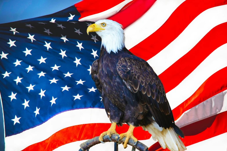 a bald eagle sitting on top of a pole