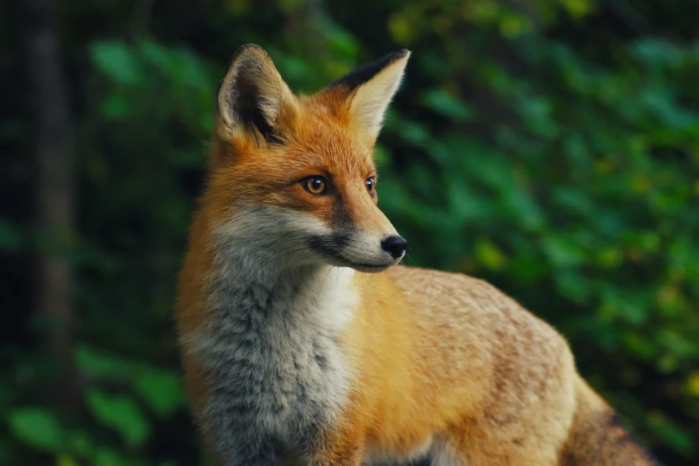 the head of a little red fox with big ears