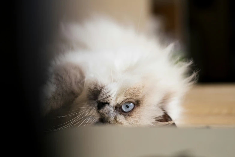 a cat is lying on the floor next to a window