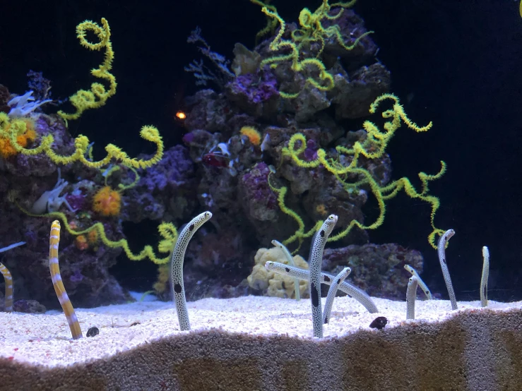 underwater view of seahorse and sea coral with small corals in background