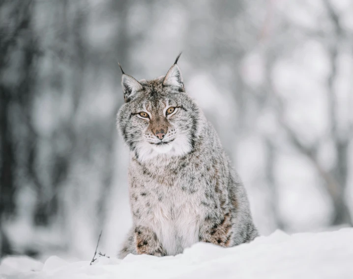 a snow lynx sitting in the snow looking off to the side