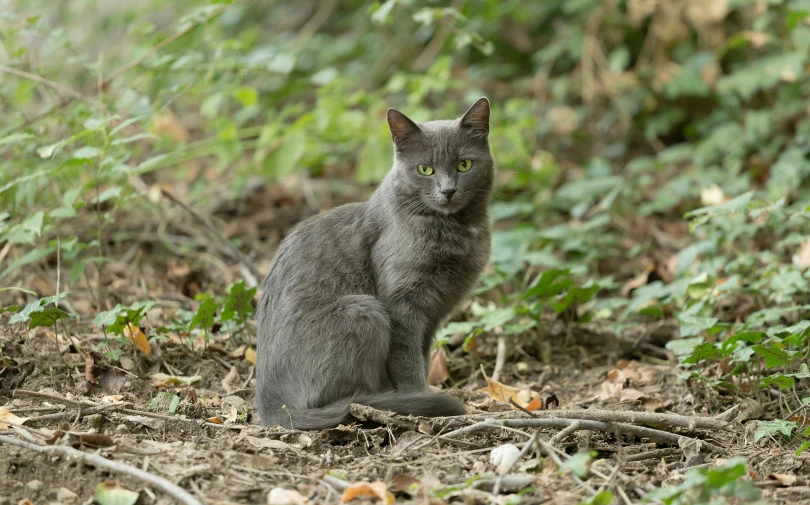 a gray cat sits on the ground near trees