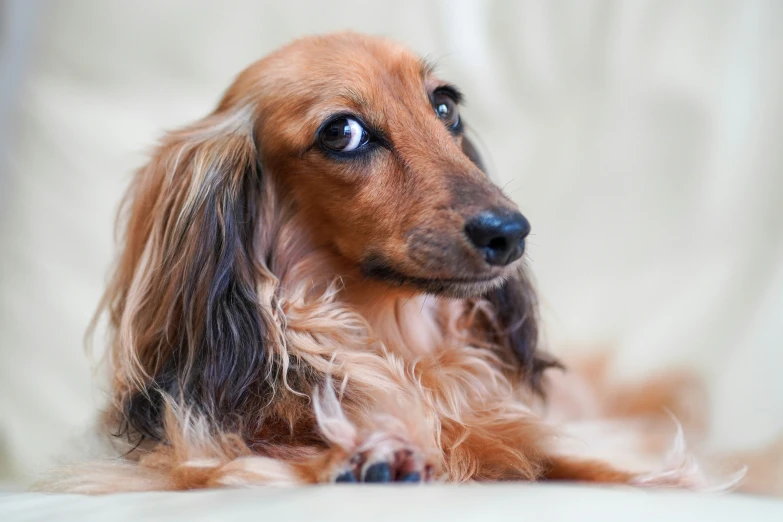 a brown long haired dog staring ahead with a white background