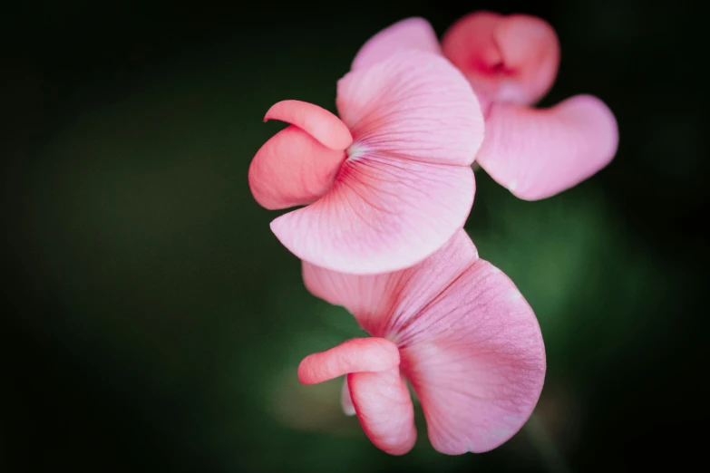 close up of three pink flowers, one of which has long petals