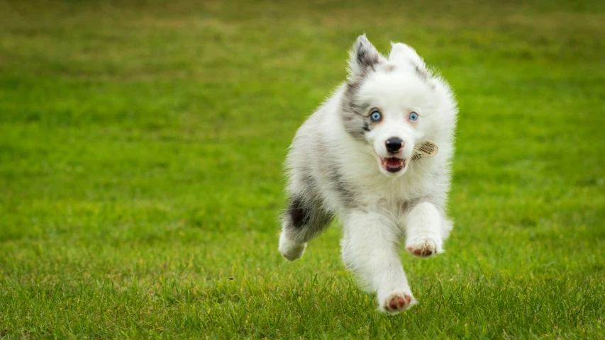 a dog runs in the middle of a field