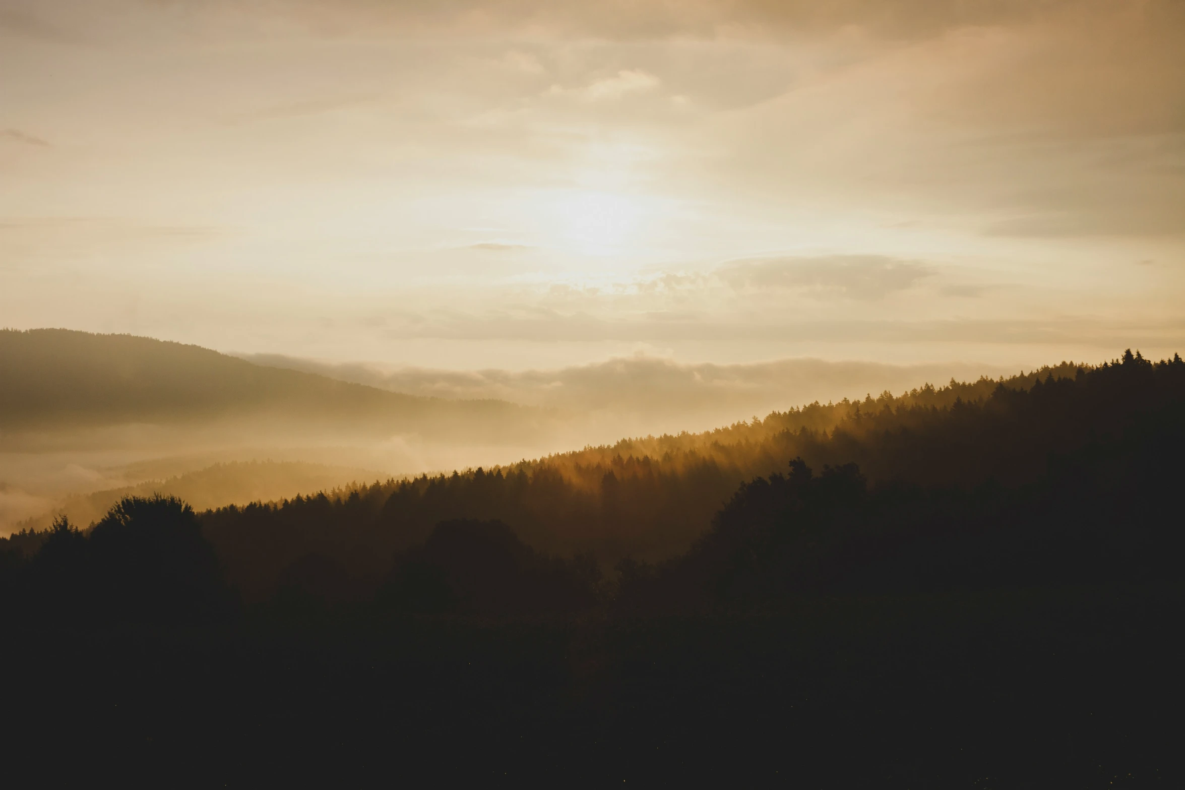 the sun is shining behind a foggy forest