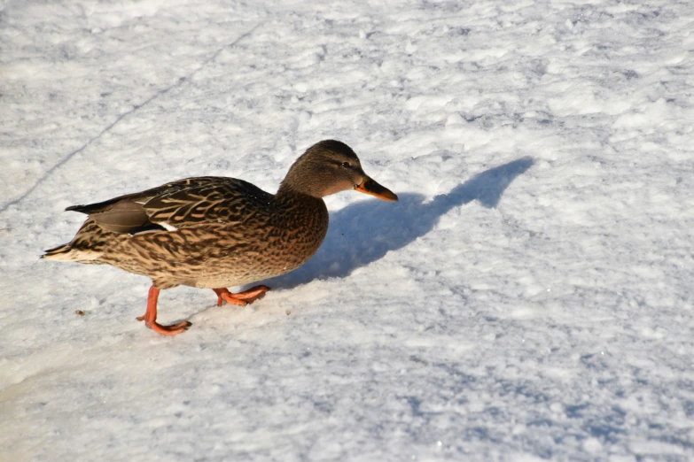 there are two birds walking in the snow