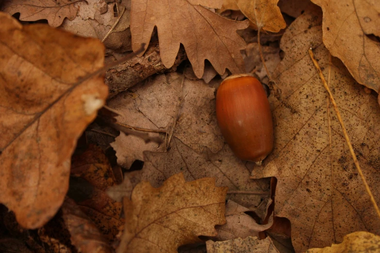 an acorn on the ground in the middle of the leaves