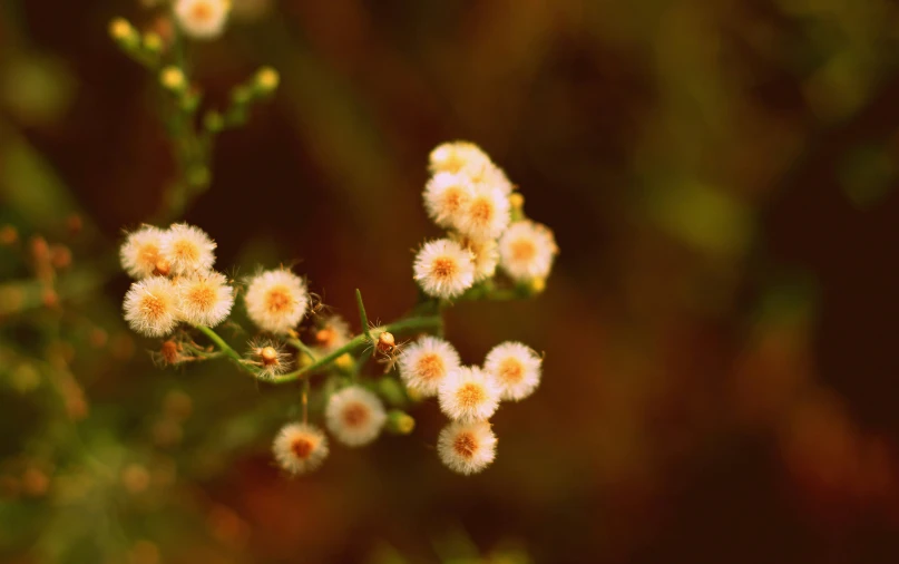 some small white and yellow flowers in the sun