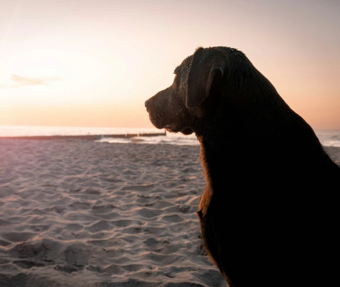a large dog sitting on top of a sandy beach