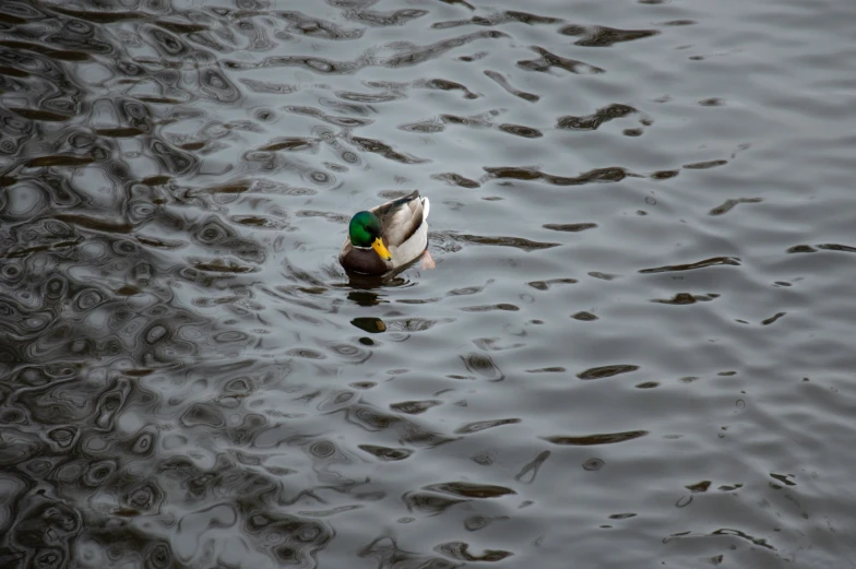 a single duck swims on a lake