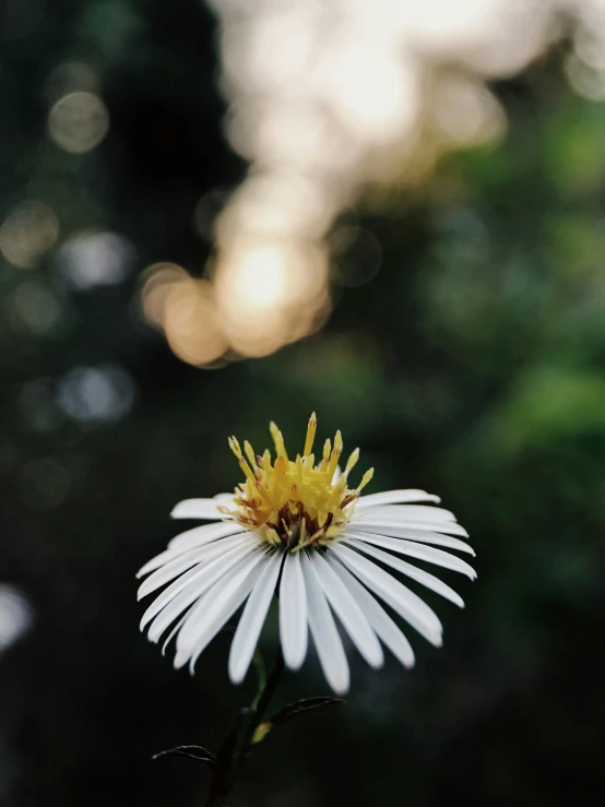 a white flower sitting on top of a wooden table