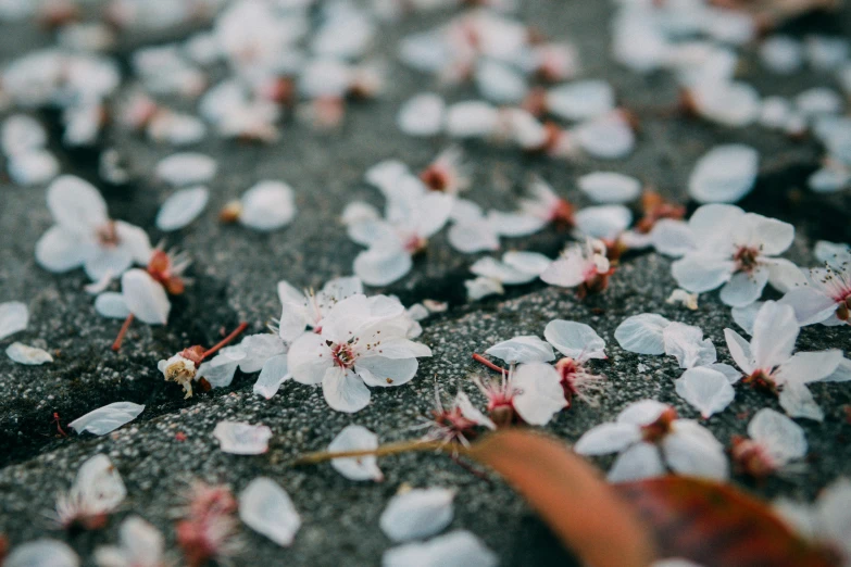 a bunch of flowers that are on some pavement