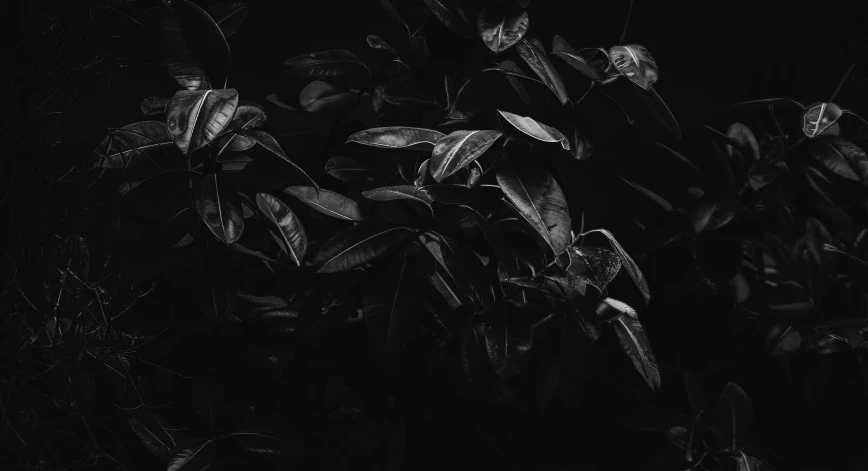 leaves of a plant in the dark