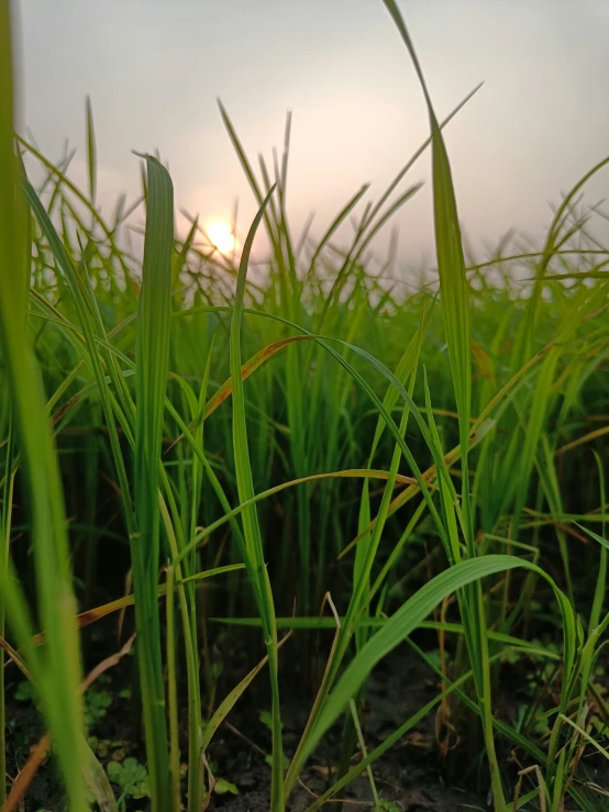 the sun shines in the background behind some green plants