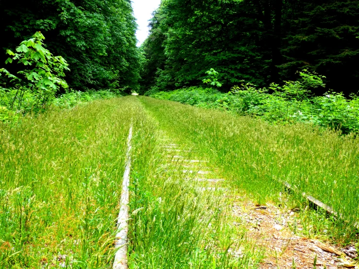 a forest trail runs through tall grass in the wild