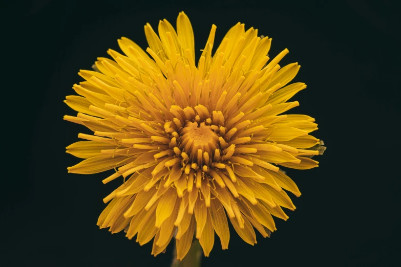 a large yellow flower with lots of water droplets